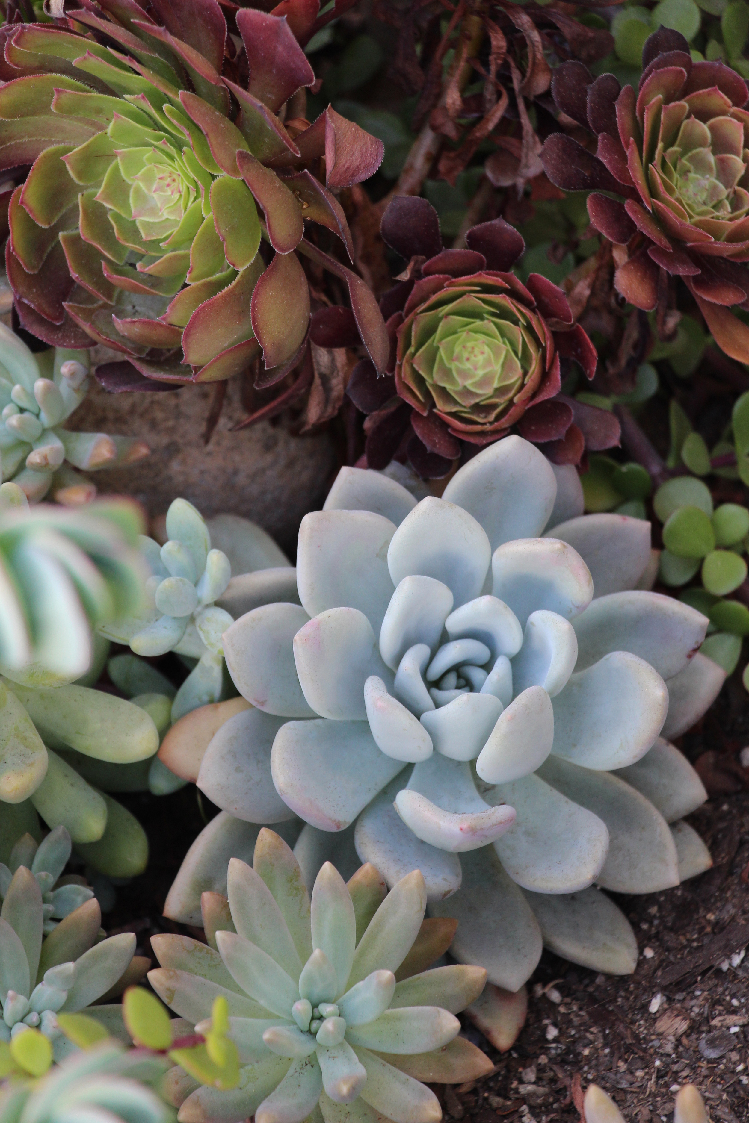 Graptoveria 'opalina' are a long time favorite of mine, with their striking thick leaves that can turn bright pink when exposed to extreme temperatures.&nbsp;